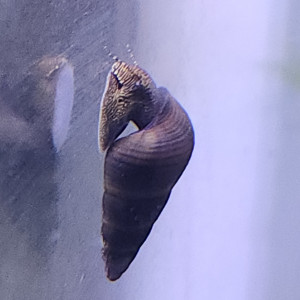 Lot de 8 escargot tylomelania livraison gratuite