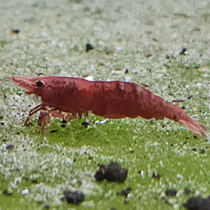 Lot de 12 crevette sakura red qualité extra livraison gratuite