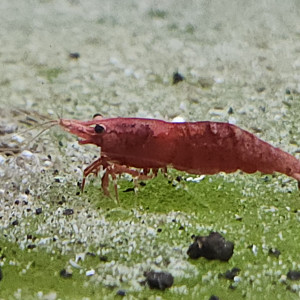 Lot de 12 crevette sakura red qualité extra livraison gratuite