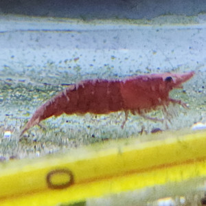 Lot de 12 crevette sakura red qualité extra livraison gratuite