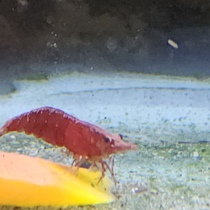 Lot de 12 crevette sakura red qualité extra livraison gratuite