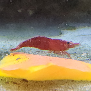 Lot de 12 crevette sakura red qualité extra livraison gratuite