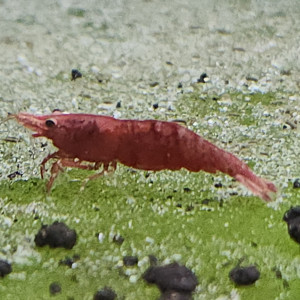 Lot de 12 crevette sakura red qualité extra livraison gratuite