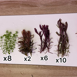 6 varieties of plants aquarium