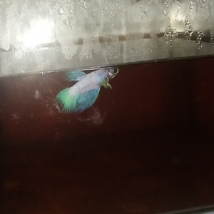 Couple betta poisson combattant