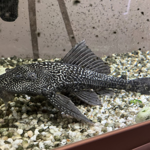 DON POISSON PLECO