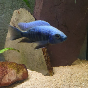 Copadichromis trewavasae Lupingu