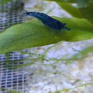 Crevette neocaridina