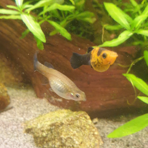 Donne jeunes Guppy et Molly