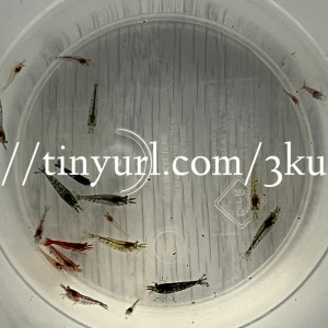 15 crevettes Neocaridina déclassés toutes couleurs