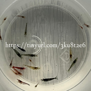 15 crevettes Neocaridina déclassés toutes couleurs