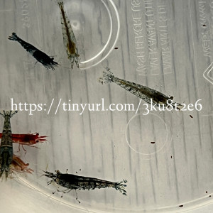15 crevettes Neocaridina déclassés toutes couleurs