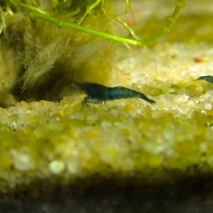 Neocardina Bleu Velvet déclassé