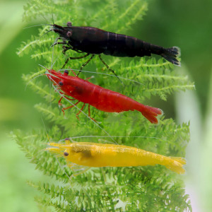 Lot de 10 Crevettes Plusieurs Couleurs Neocaridina