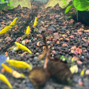 Crevette neocardina yellow néon