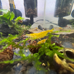 Crevette neocardina yellow néon