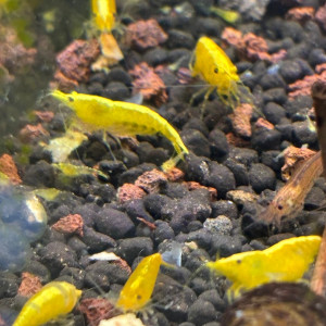 Crevette neocardina yellow néon