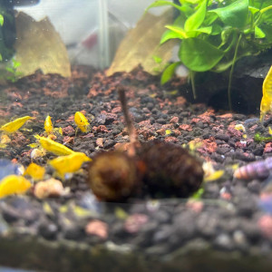 Crevette neocardina yellow néon