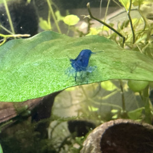 Crevette neocardina blue velvet