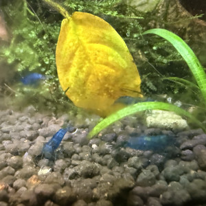 Crevette neocardina blue velvet