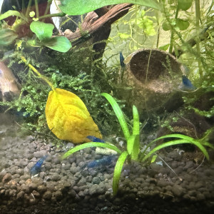 Crevette neocardina blue velvet