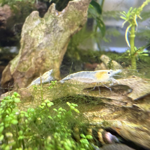 Crevettes neocaridina white pearl