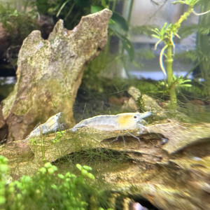 Crevettes neocaridina white pearl