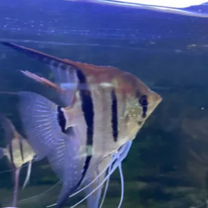 Scalaire Manacapuru Red Black