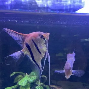 Scalaire Manacapuru Red Black