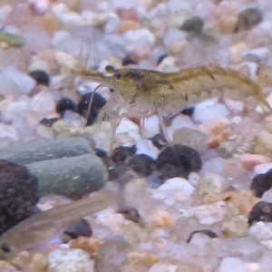 Lot de 12 crevette souche sauvage livraison gratuite