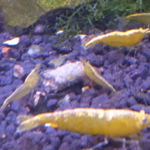 Lot de 6 crevette yellow neon qualité extra