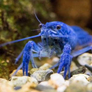 Recherche Écrevisses/ Crevettes ! ?