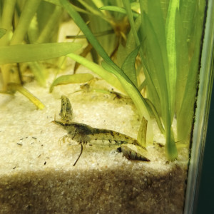 Crevettes Déclassées