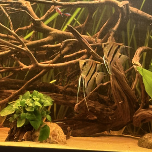 Scalaires Manacapuru