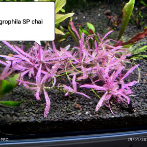 Hygrophila SP chaï
