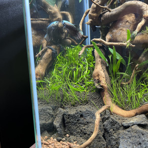 Betta alien cooper