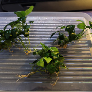 Mousse de java, Anubia, etc...