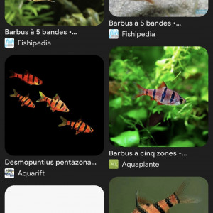 Donne 3 barbus pantazona + 1 crevette japonica