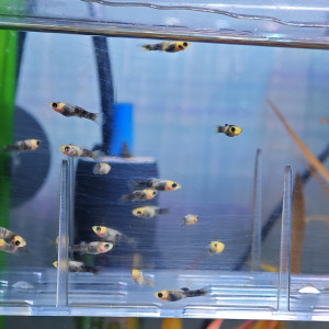 Don d'alevins Molly jaunes et noirs