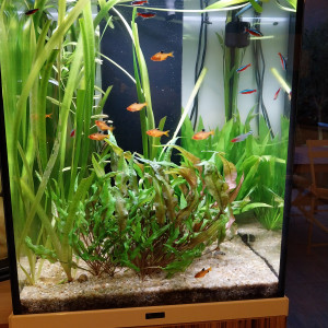 Aquarium Aquatlantis Tower 163 avec poissons et accessoires