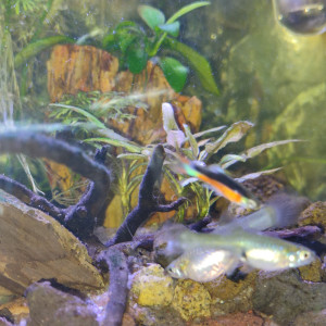 Guppy endler Santa Maria