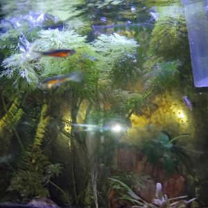 Guppy endler Santa Maria