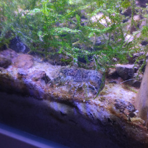 Cambarellus diminutus