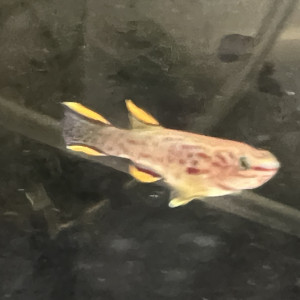 Killies Fundulopanchax gardneri