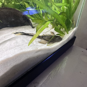 Ancistrus commun long voile (L144a)