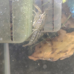 Ecrevive naine cambarellus schmitti