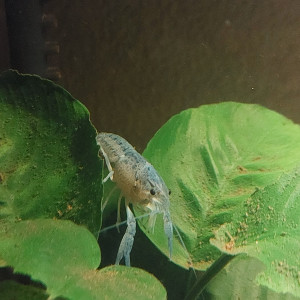 Écrevisse bleues Américaine procambarus alleni