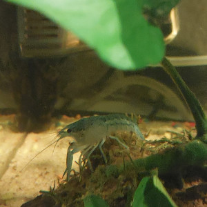 Écrevisse bleues Américaine procambarus alleni