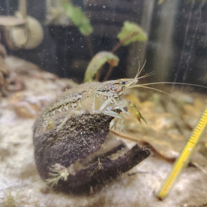 Ecrevive naine cambarellus schmitti