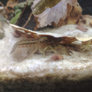 Ecrevive naine cambarellus schmitti